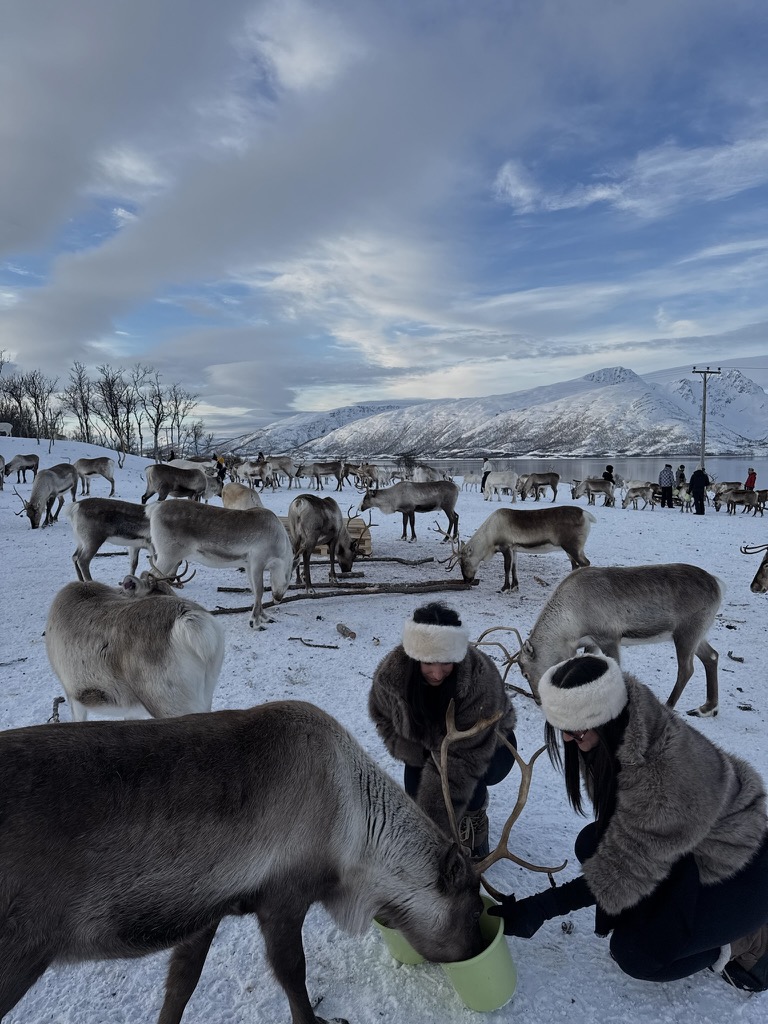 Reindeer encounter during a trip to Norway
